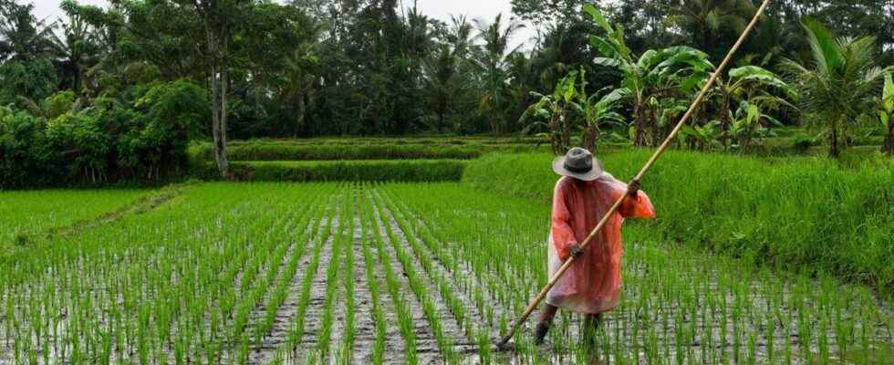 Genetically modified rice the answer to climate change