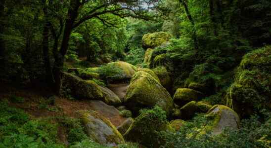 Huelgoat Forest Brittany