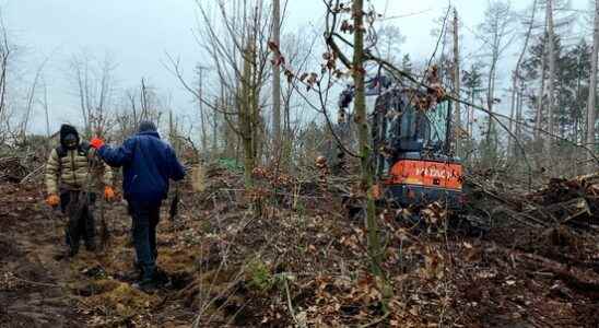 Leersum starts replanting 25000 trees in Lombokbos We are now