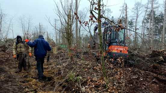 Leersum starts replanting 25000 trees in Lombokbos We are now
