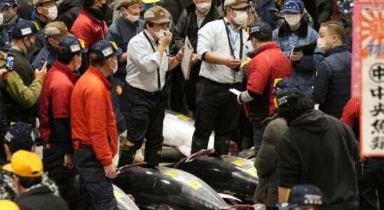 Million price for tuna at Tokyo auction