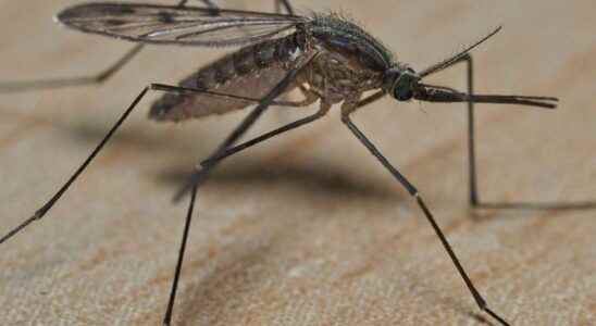 Mosquitoes super resistant to insecticides identified in Asia