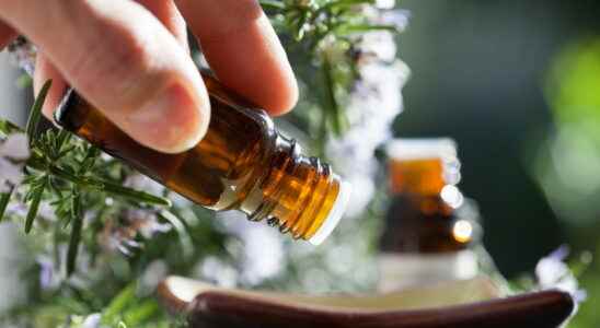 Ravintsara the anti flu essential oil