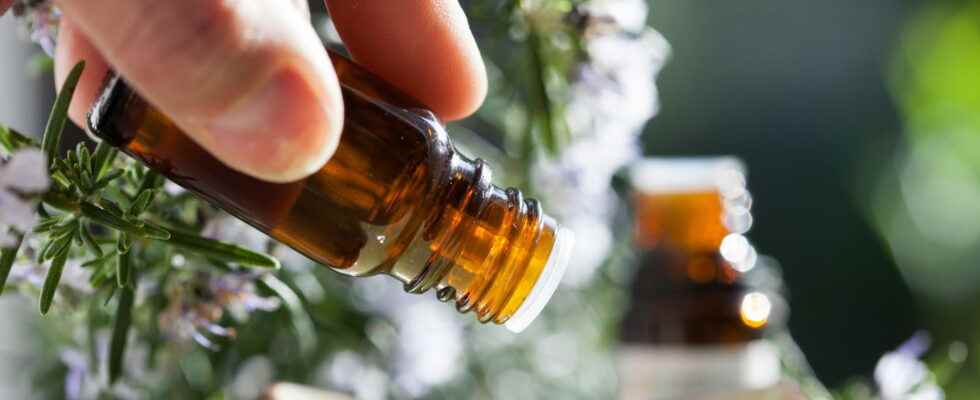 Ravintsara the anti flu essential oil