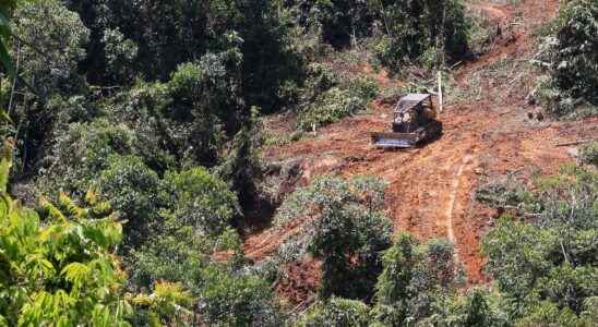 Scavenged rainforest – bigger problem than feared