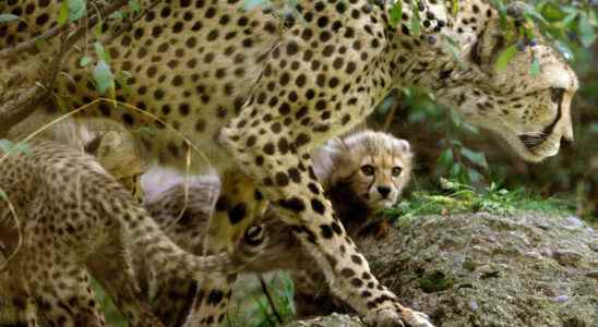 South Africa to send cheetahs to India to reintroduce the