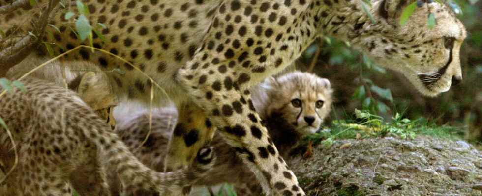 South Africa to send cheetahs to India to reintroduce the