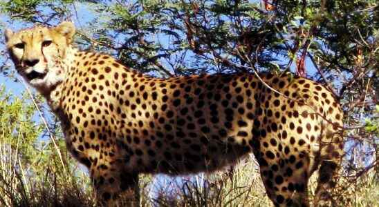 South African cheetahs to India