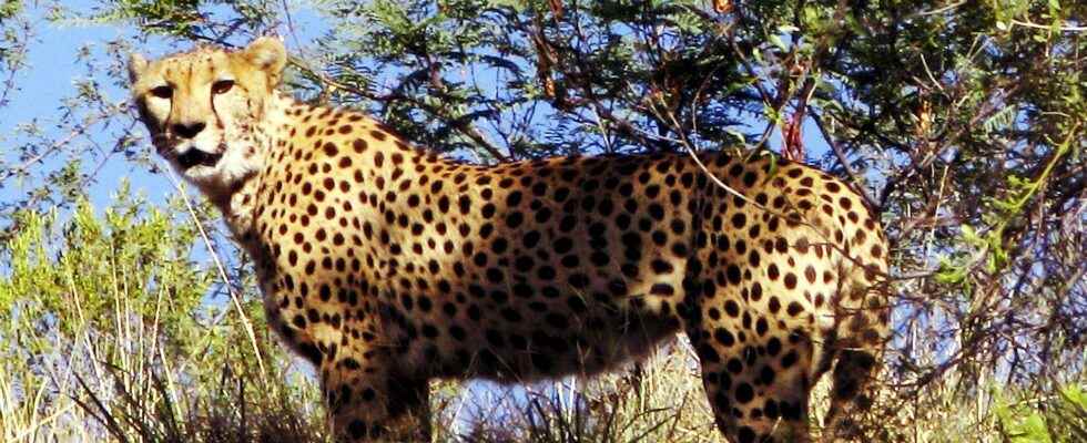 South African cheetahs to India