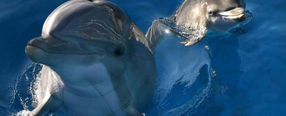 Swimming with dolphins justice cracks down on this very lucrative