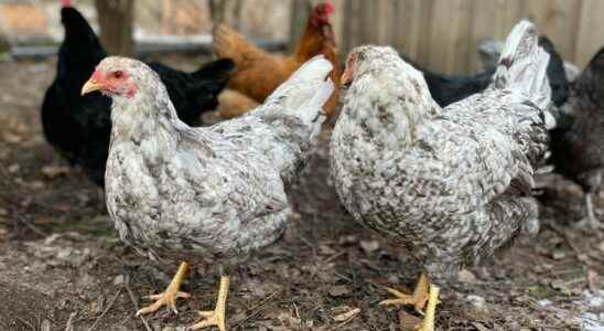Tillsonburg man seeks approval for backyard chickens