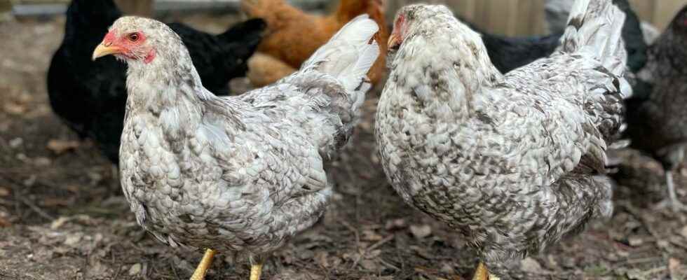 Tillsonburg man seeks approval for backyard chickens