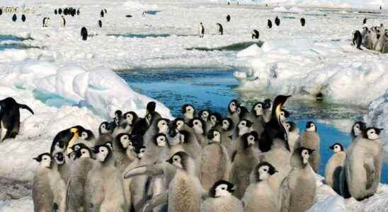 Unknown penguin colony discovered from space