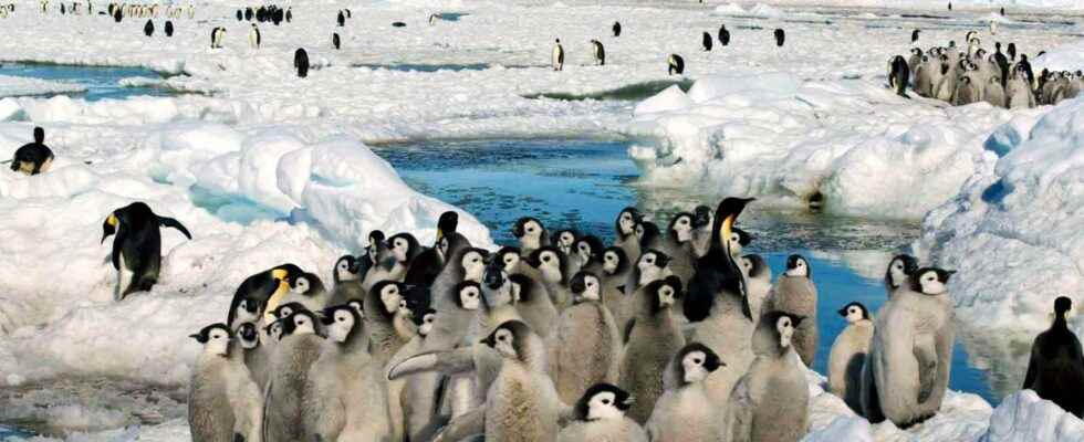 Unknown penguin colony discovered from space