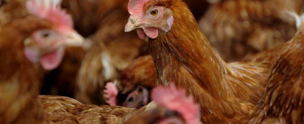the outbreak of avian flu continues concerns for the sector