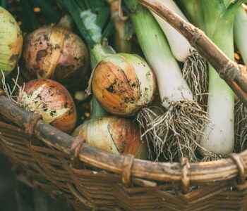 30 tips to prevent your fruits and vegetables from rotting