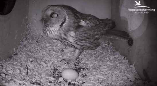 A barn owl mates a swift breeds bird webcams can