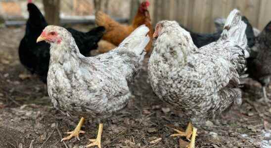 Backyard chickens to be investigated by Chatham Kent council