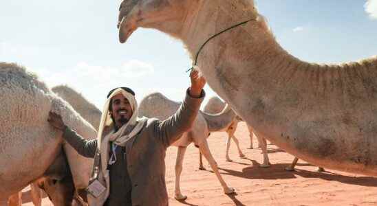 Camel whisperers train animals with ancient language