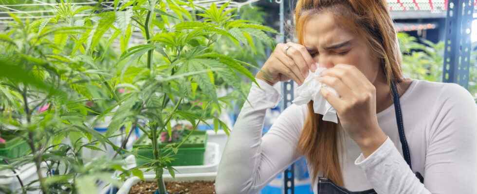 Cannabis allergy what symptoms