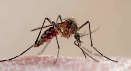 Dengue fever five confirmed cases in France
