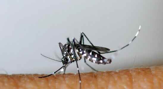 Dengue fever how to avoid an explosion of cases this