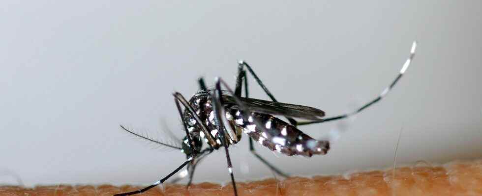 Dengue fever how to avoid an explosion of cases this