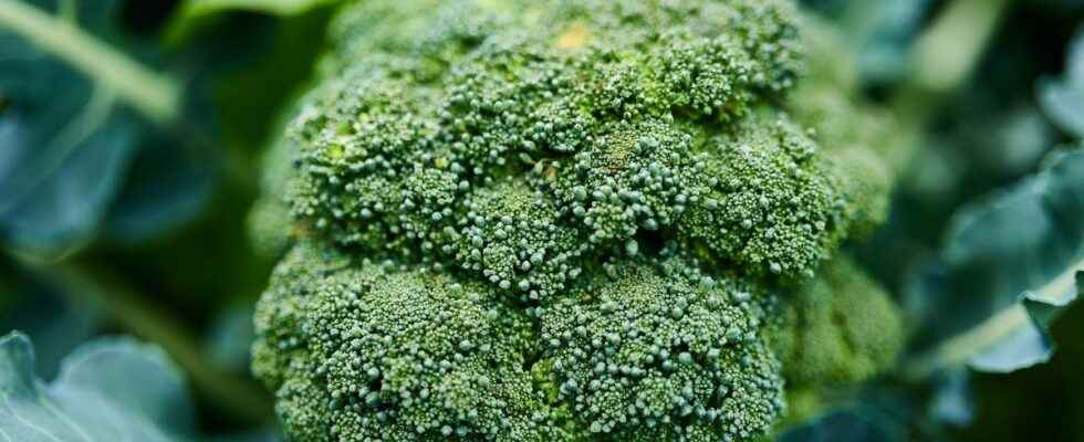 Due to global warming some broccoli could be mistaken for