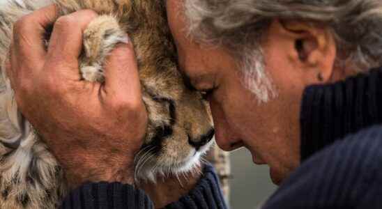 Endangered cheetah cub dead in Iran