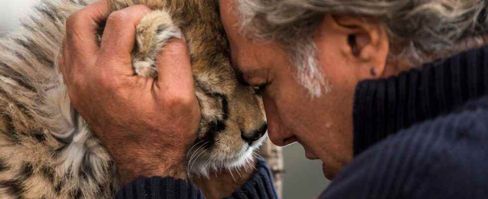 Endangered cheetah cub dead in Iran