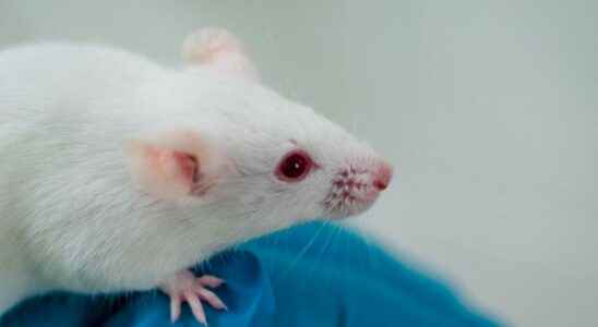 Human brain neurons implanted in the brains of rats