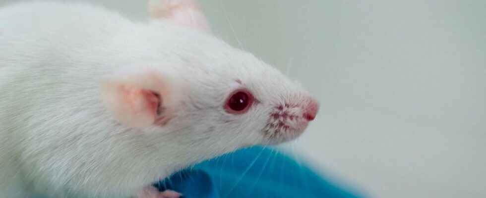Human brain neurons implanted in the brains of rats