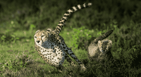 India regains its cheetahs with help from South Africa