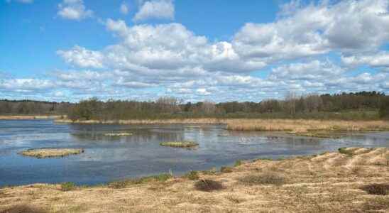 Klimat Live SEK 118 million for wetland efforts in