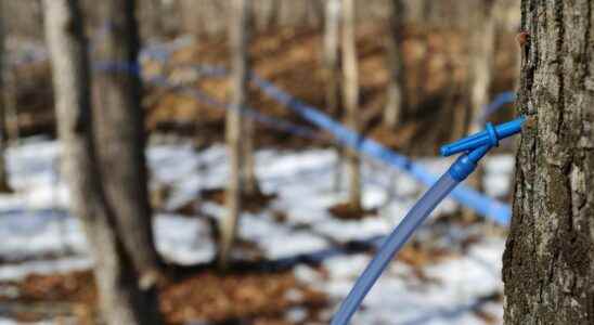 Maple trees get a jump on syrup season thanks to