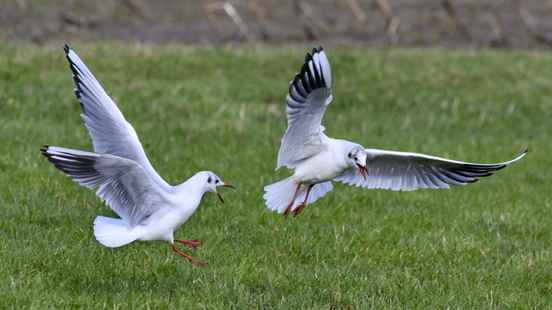 More and more dead black headed gulls with bird flu in