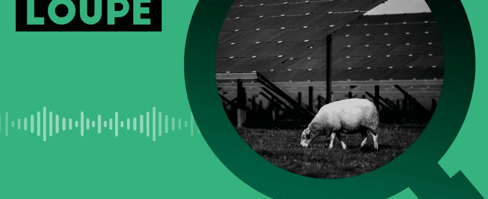PODCAST Will agrivoltaism be the ray of sunshine for farmers