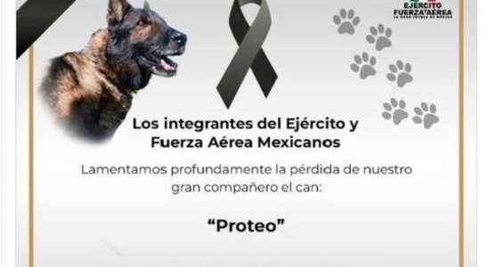 Rescue dog Proteo who came from Mexico for Kahramanmaras earthquake