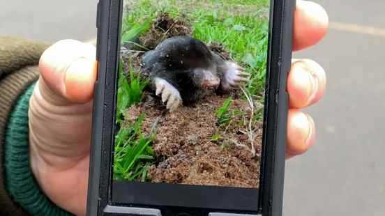 Spotting heaps at the national mole count He cannot cross