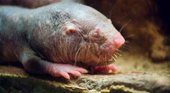 The naked mole rat at the origin of new treatments against