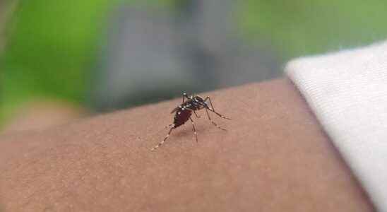 Tiger mosquito should we fear a dengue fever epidemic in