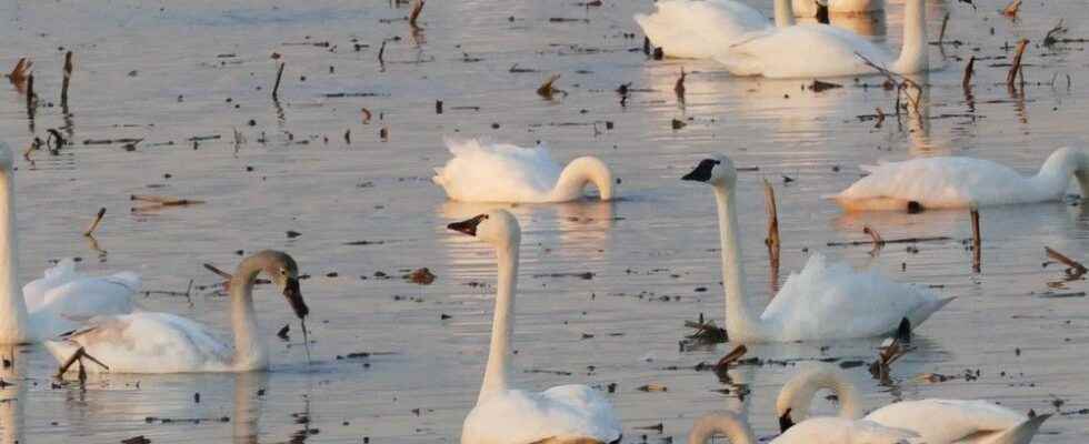 Tundra swans spotted at Lambton Heritage Museum