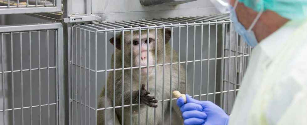 What future for animal experimentation In the secret of French