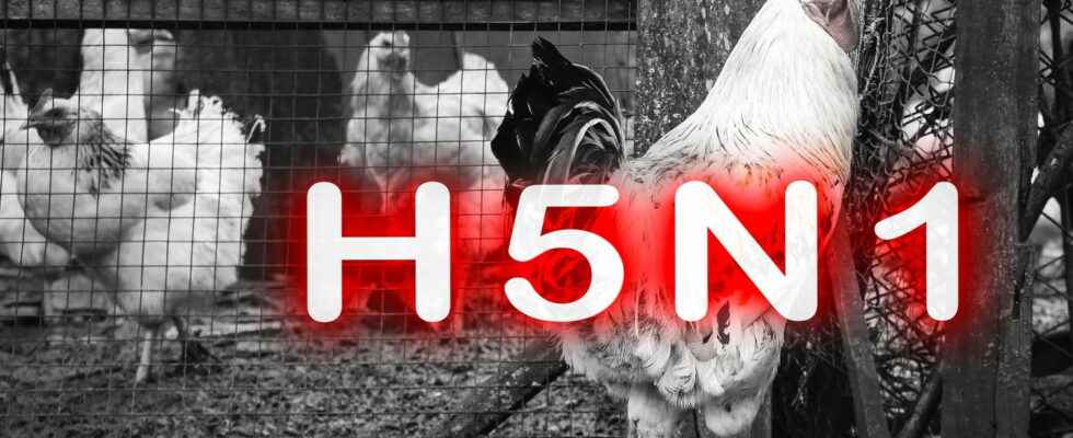 What is influenza A H5N1