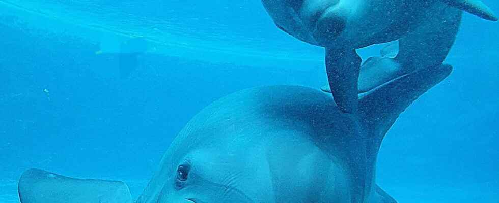 Wild Planet birth of 2 baby dolphins