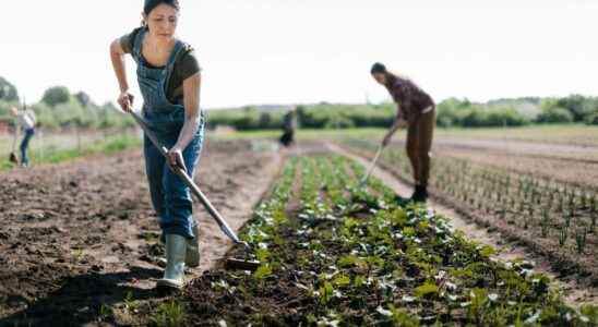 Women have a strong persuasive potential to promote sustainable agriculture