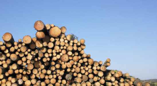 the ban on the export of logs is debated