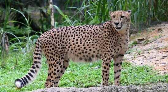 the twelve South African cheetahs have started their quarantine