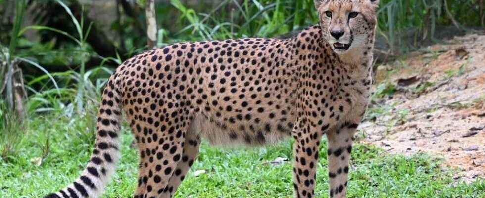 the twelve South African cheetahs have started their quarantine